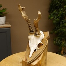 Corna di Cervo Grandi Palchi