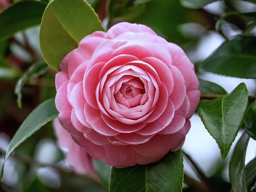 Camelia giapponese camellia - camelia, "camellia