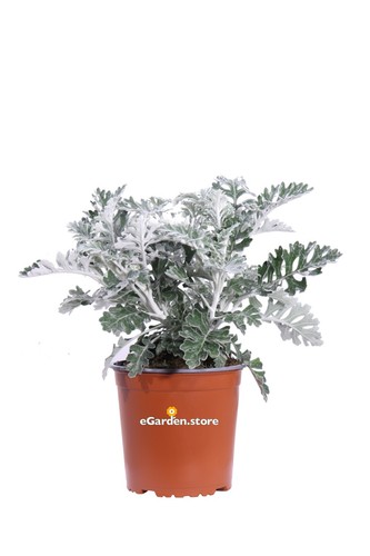 Pianta cineraria marittima - pianta,