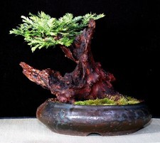 EVERGREEN SEQUOIA - SEQUOIA SEMPERVIRENS, 10 semi + OMAGGIO