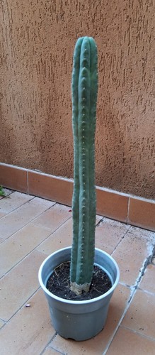 Pachanoi san pedro - pachanoi,, cm