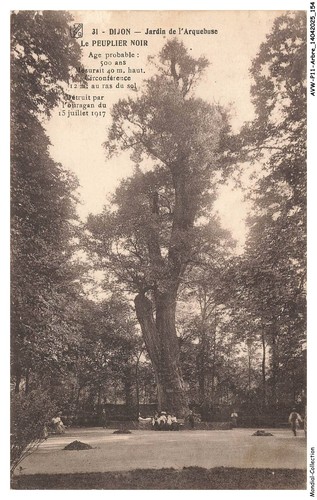 Avwp11 0639 arbre dijon - dijon,