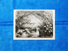 Gravure Année 1864 - Canards mandarins - Anatre mandarine