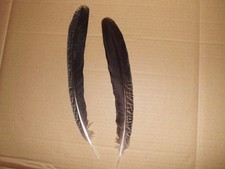 4 piume di pavone colorate