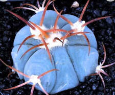 Echinocactus horizonthalonius SEEDS -