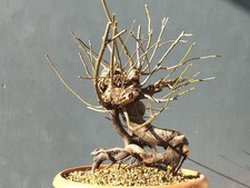 Bonsai Olmo Campestre In Vaso