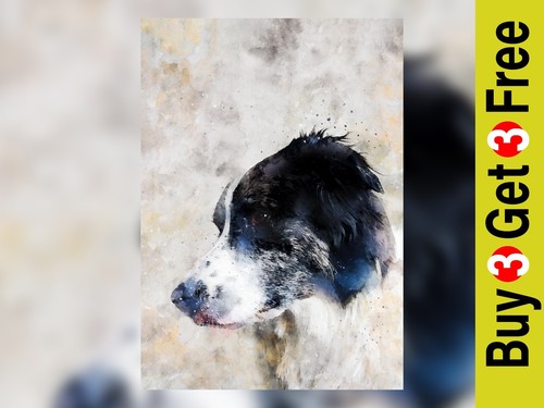 Border collie cane quadro - collie, cane,