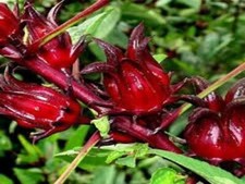 20 SEMI HIBISCUS SABDARIFFA -