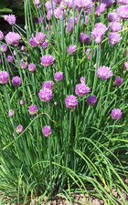 Semi di porro reciso, tubo fine, perenne/Allium schoenoprasum/ca. 200 semi BIO