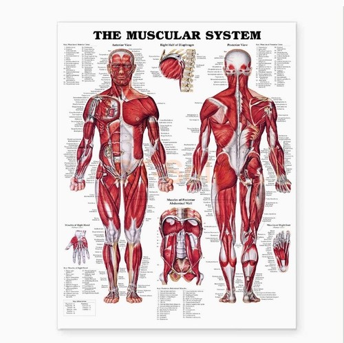 Sistema muscolare diagramma - il,