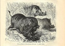 Stampa antica FACOCERO