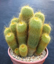 Notocactus leninghausii cactus