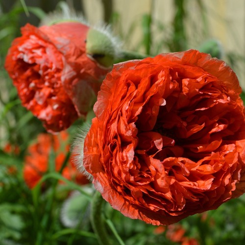 500 semi papaver - 500+,