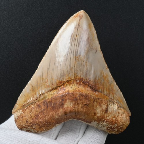 Dente megalodonte cm - 12,0,