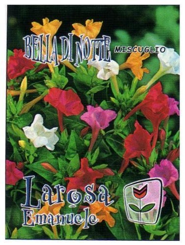 Semi seeds bella notte - di,