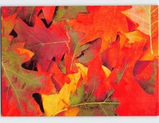 Cartolina Non perderti nel