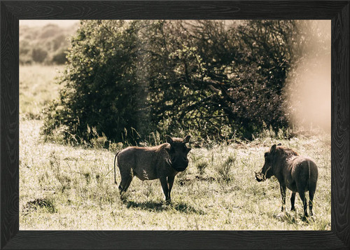 Due bisonti animali - bisonti,