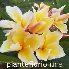 Plumeria VISHANU GOLD Cutting & Plant - rara pomelia fiore grande bianco giallo