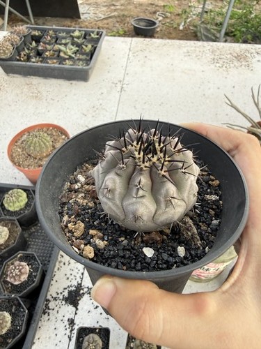 1pz copiapoa cinerea semi - copiapoa,