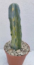 Myrtillocactus geometrizans  variegated Pøt 10cm