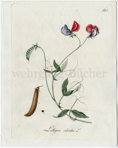 1790 incisione botanica - c., in