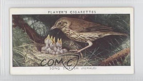 1955 player birds - birds, &