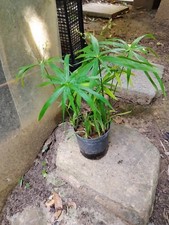 Pianta cyperus alternifolius h