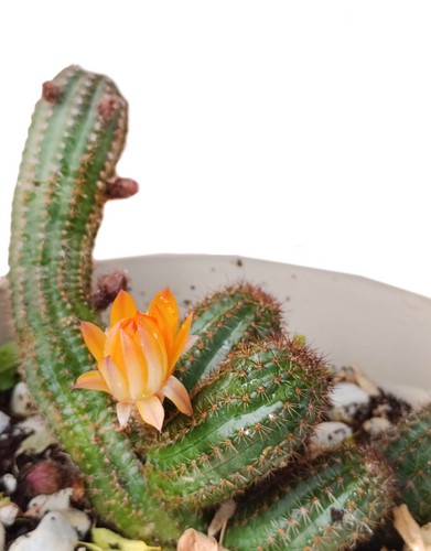 Pianta grassa chamaecereus - pianta,