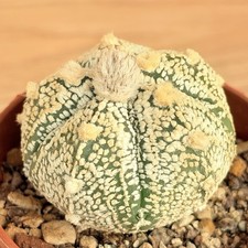 Astrophytum superkabuto ,  pot