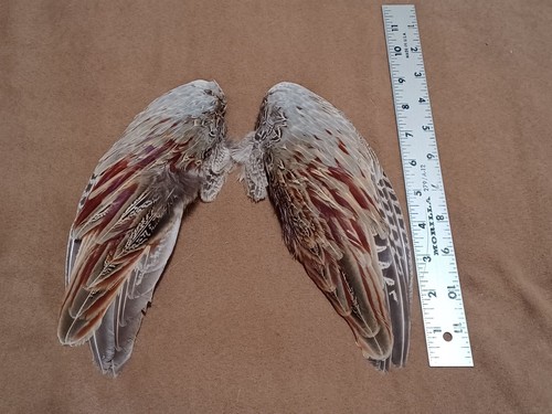 Paio ali fagiano gallo - ali, di