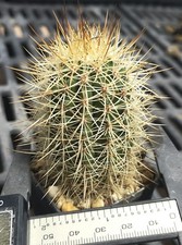 Melocactus evae da visto Rara