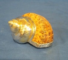 Soprammobile Conchiglia Paguro