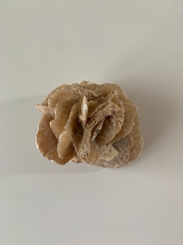 Rosa del deserto - rosa,