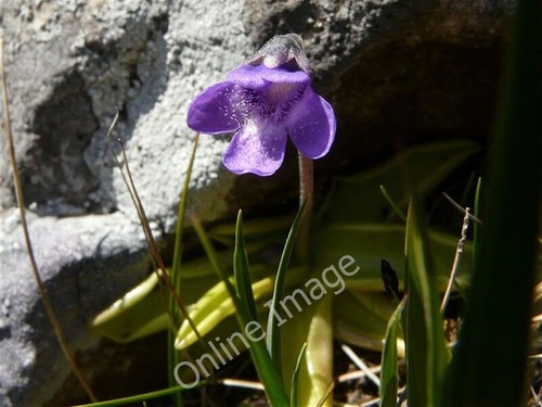 Photo 6x4 butterwort - photo,