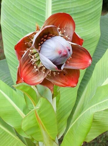 Cliff banana ensete superbum - cliff,