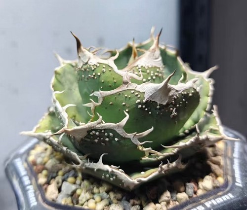 Vendita rara pianta agave - rara,