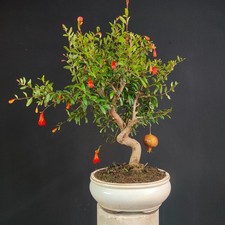 BONSAI  SHOIN DI MELOGRANO