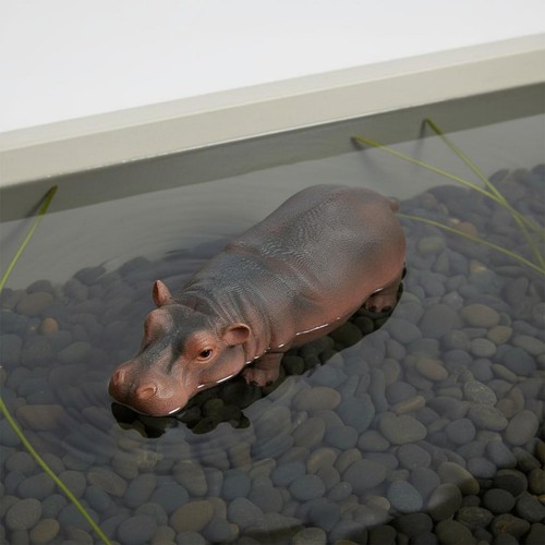 Animale galleggiante - animale,