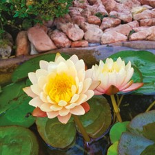 Ninfea Mangkala Ubol, piante