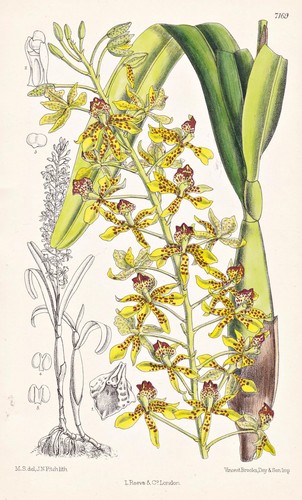 Epidendrum sceptrum new - epidendrum,