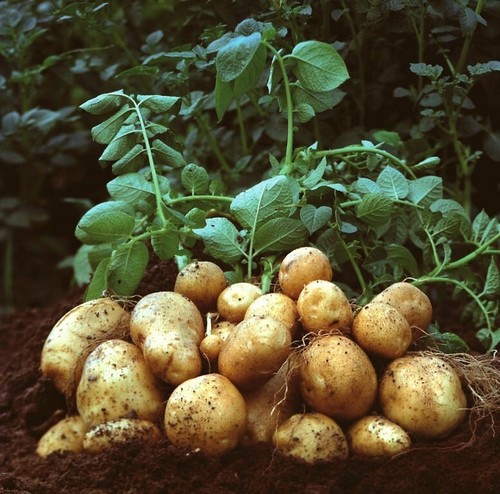 Seёds patate assol di - di,