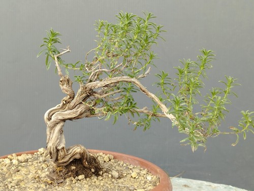 Bonsai timo - bonsai, di