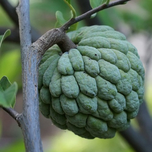 Pianta frutto tropicale - pianta,