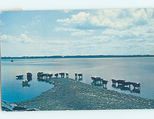 Mucche raffreddamento nel lago - raffreddamento,
