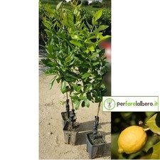 Pianta limoni antico di - di,