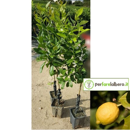 Pianta limoni antico di - pianta,