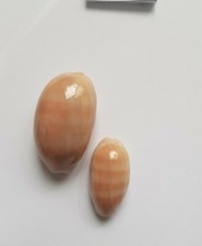 Ciprea carneola - ciprea,