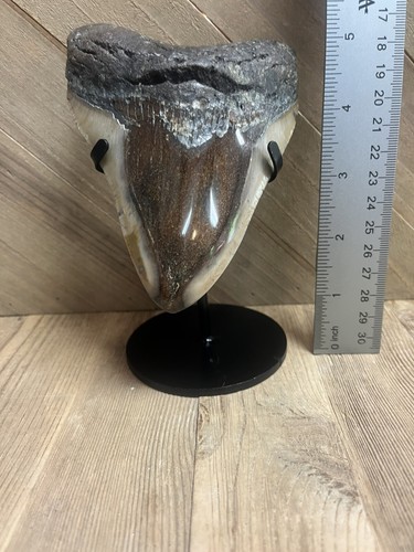 Megalodonte dente squalo - megalodonte, di