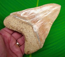 5,52" MEGALODONTE DENTI DI