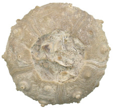 Malm Rhabdocidaris orbignyana